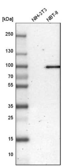 LEPREL1 Antibody, Novus Biologicals:Antibodies:Primary Antibodies